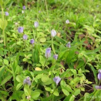 Burmannia pusilla (Miers) Thwaites